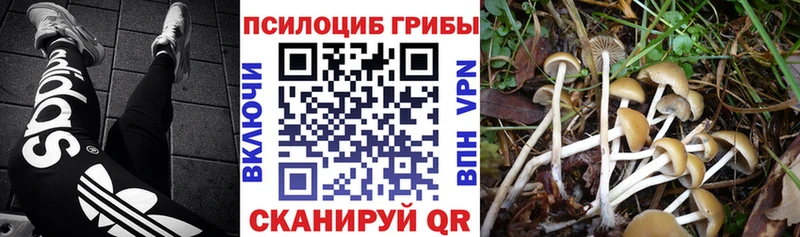 хочу   Севск  Псилоцибиновые грибы GOLDEN TEACHER 